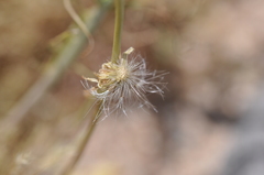 Malacothrix glabrata