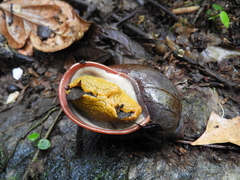 Plekocheilus gibbonius