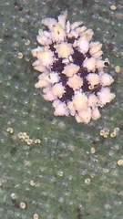 Nipaecoccus aurilanatus