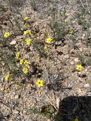 Leptosiphon chrysanthus
