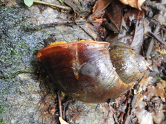 Plekocheilus gibbonius