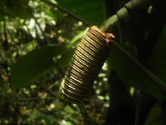 Cyclanthus bipartitus