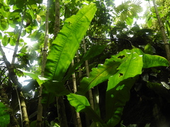 Cyclanthus bipartitus