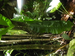 Cyclanthus bipartitus