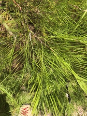 Grevillea dryandri