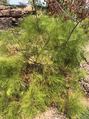 Grevillea dryandri