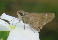 Torbenlarsenia gemella