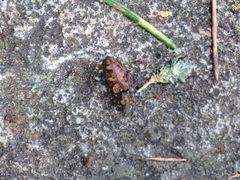 Prosternon bombycinum