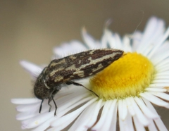Acmaeodera cuneata