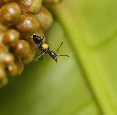 Crematogaster inflata
