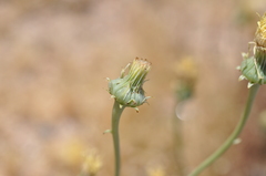 Malacothrix glabrata