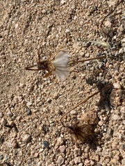 Anisocoma acaulis