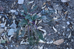 Packera millelobata