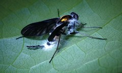 Furia ithacensis