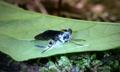 Furia ithacensis