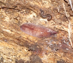 Australopacifica spectabilis