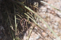 Malacothrix glabrata