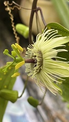Passiflora urnifolia