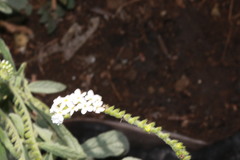Heliotropium steudneri