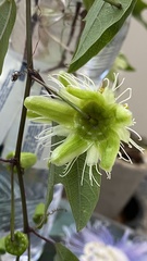 Passiflora urnifolia