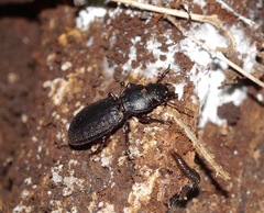 Mecodema sculpturatum