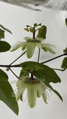 Passiflora urnifolia