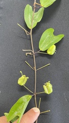 Passiflora urnifolia