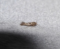 Stathmopoda plumbiflua