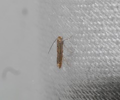 Phyllonorycter messaniella