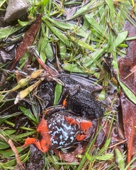 Pseudophryne semimarmorata