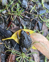 Pseudophryne semimarmorata