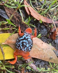 Pseudophryne semimarmorata