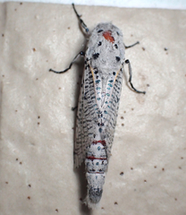 Polyphagozerra coffeae