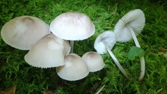 Mycena niveipes
