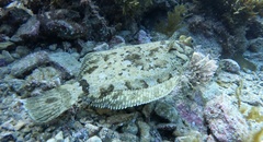 Pleuronichthys coenosus