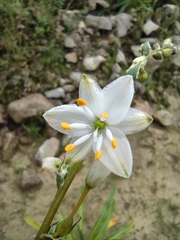 Trihesperus glaucus