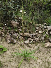Trihesperus glaucus