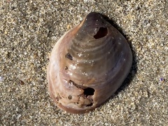 Crepidula onyx