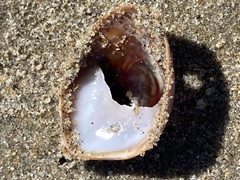 Crepidula onyx