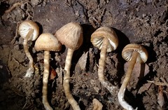 Pseudolaccaria pachyphylla