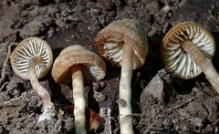 Pseudolaccaria pachyphylla