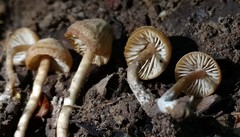 Pseudolaccaria pachyphylla