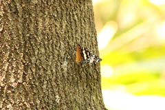 Hamadryas amphinome mazai