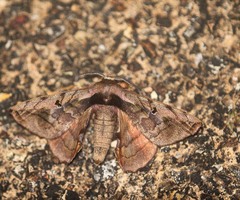 Prismosticta microprisma