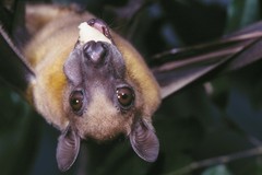 African Straw-Colored Fruit Bat photo 4