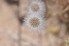 Malacothrix glabrata