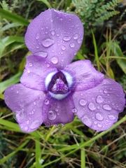 Ennealophus foliosus