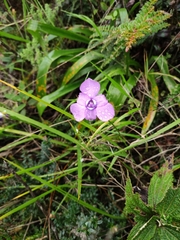 Ennealophus foliosus