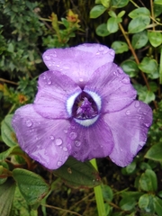 Ennealophus foliosus