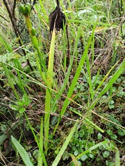 Ennealophus foliosus